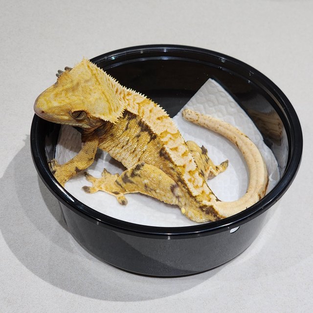 트라이 익스트림할리퀸 화이트스팟