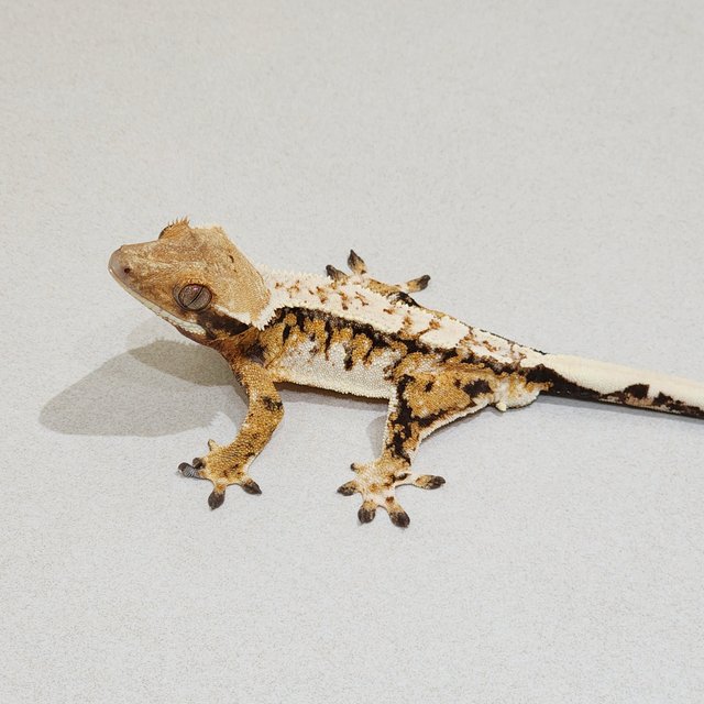 Drippy White Crown Tri Extreme Harlequin White Pin