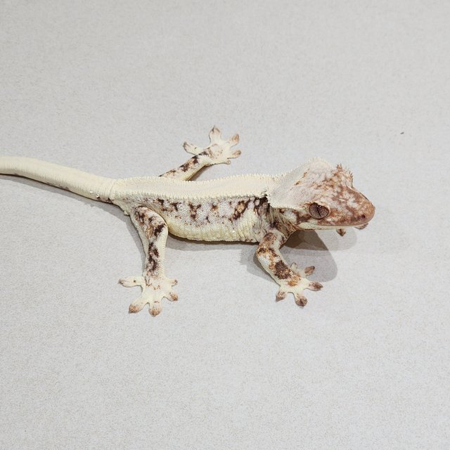 Lilly White Solid Back