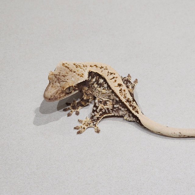 White Pin White Spot Tri