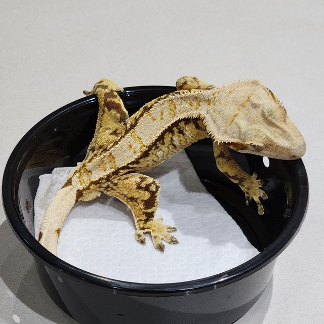 드리피 트라이 익스트림할리퀸