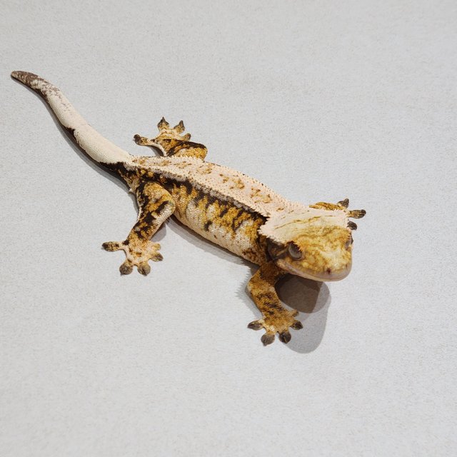 Tri Extreme Harlequin White Spot Drippy