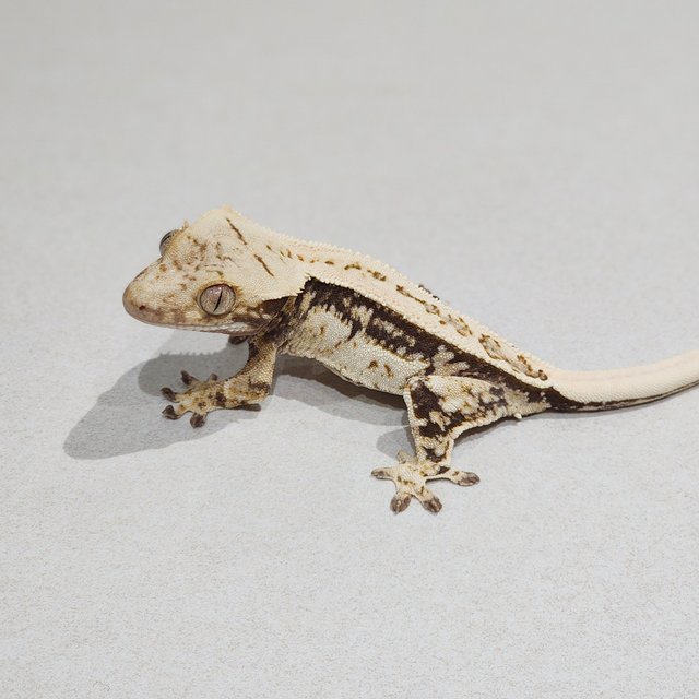 Full Pinstripe Drippy Quad White Spot