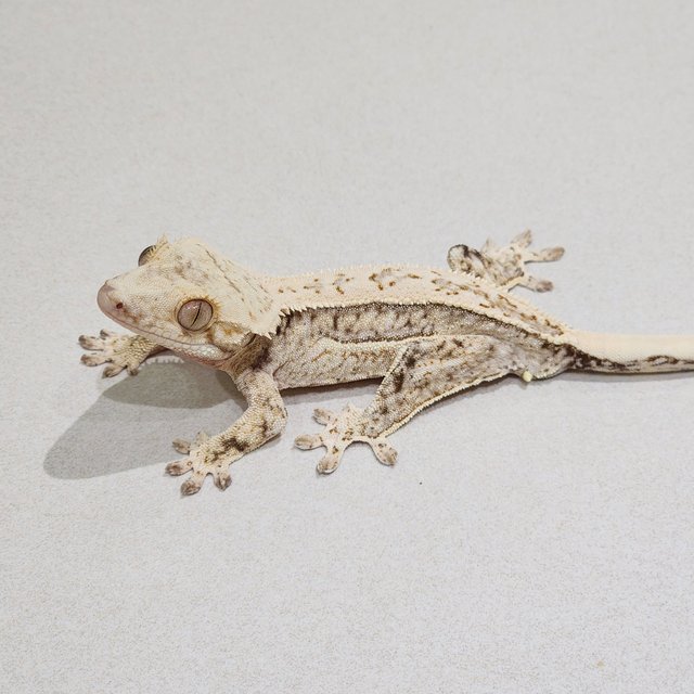 Quad Drippy White Spot