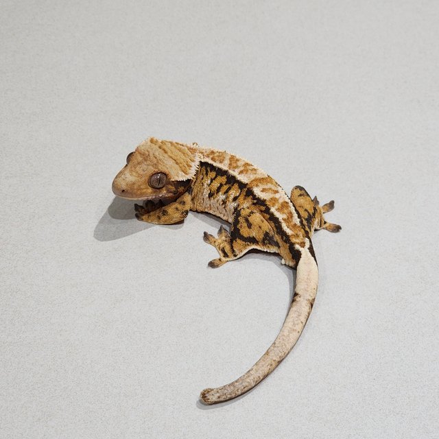 Extreme Harlequin Tri White Pin