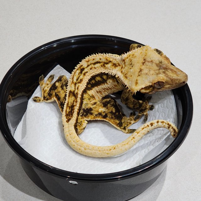 풀핀 화이트크라운 트라이 쿼드