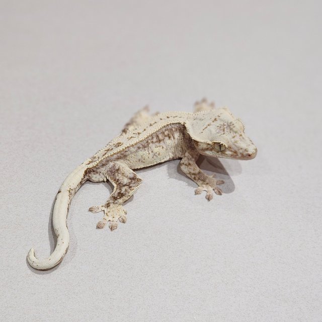 Full Pinstripe Drippy White Spot