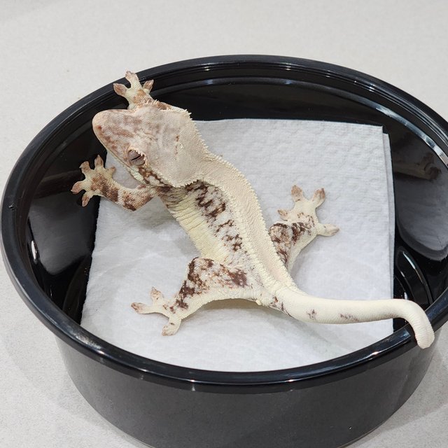 솔리드백 릴리화이트