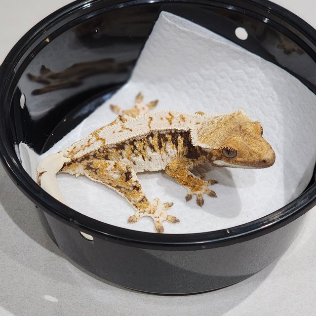 Drippy Tri Extreme Harlequin White Spot White Crown