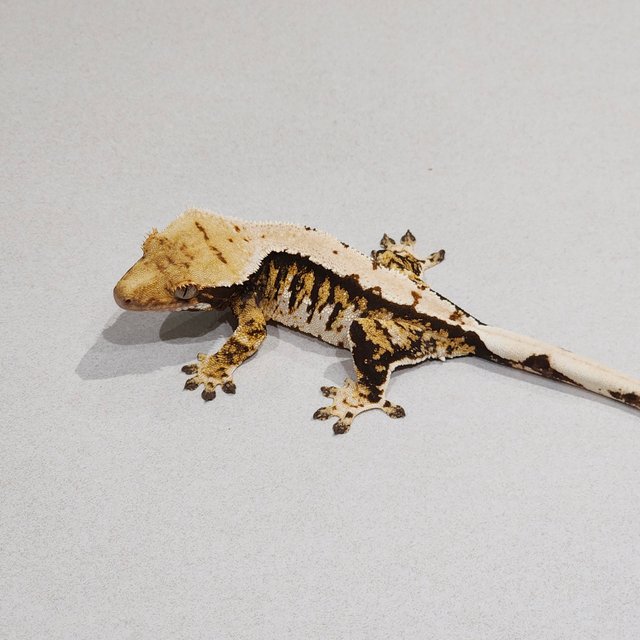 트라이 익스트림할리퀸 화이트핀