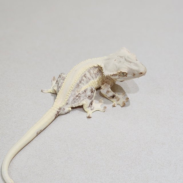 Lilly White
