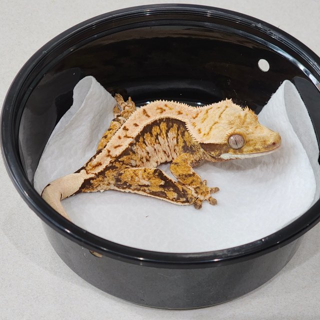 트라이 익스트림할리퀸 화이트스팟