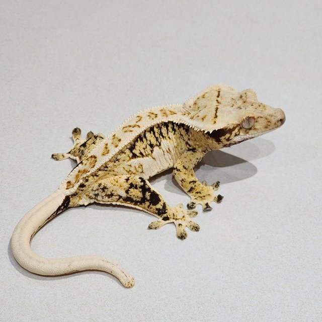 Extreme Harlequin White Crown Drippy Tri White Spot