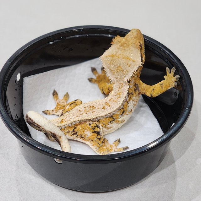 Tri Drippy White Pin Extreme Harlequin Full Pinstripe