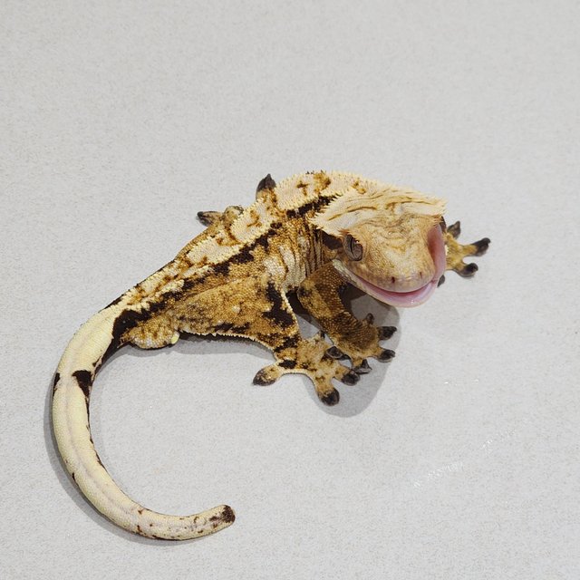 트라이 익스트림할리퀸