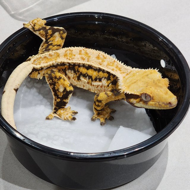 Drippy Extreme Harlequin Tri Zengex White Pin