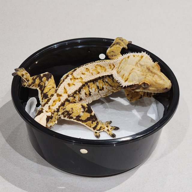 화이트크라운 화이트핀 트라이 익스트림할리퀸 화이트스팟