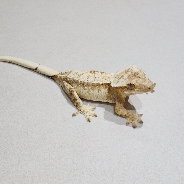 Cream White Spot Drippy