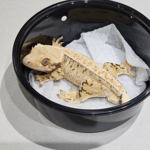 화이트핀 트라이 익스트림할리퀸 화이트스팟 드리피