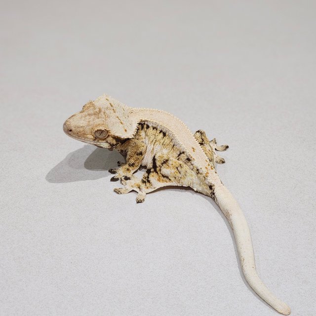 Drippy White Spot Solid Back