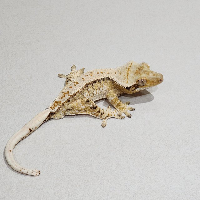 Tri White Spot Drippy Extreme Harlequin