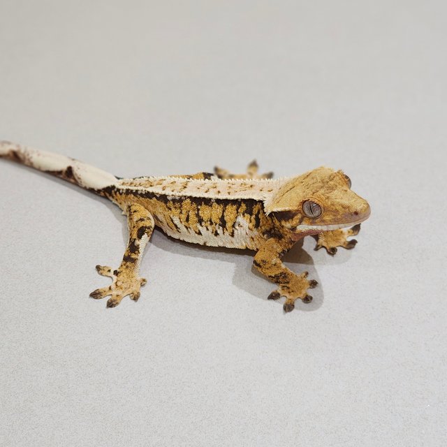 Full Pinstripe Drippy White Spot Tri Extreme Harlequin