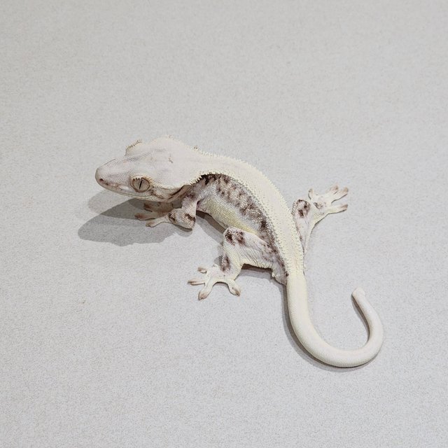 Solid Back Panda Lilly White Zengex