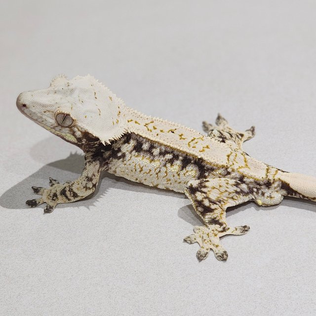 드리피 화이트스팟