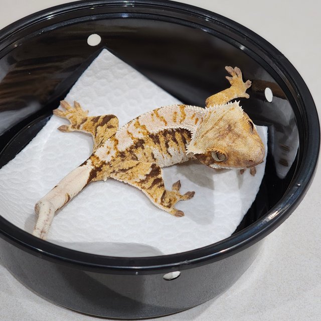 White Crown Tri Extreme Harlequin