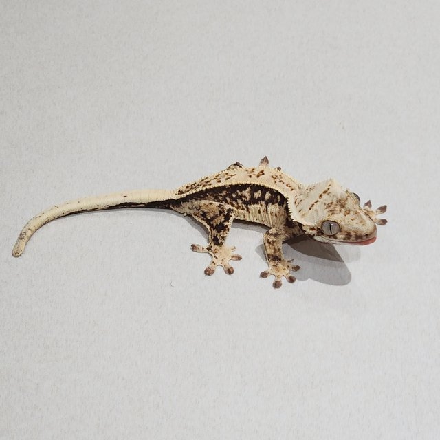 Full Pinstripe Quad Drippy White Spot