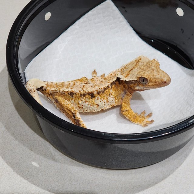 White Crown Tri Extreme Harlequin Drippy White Spot