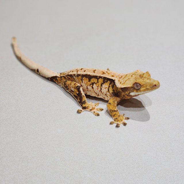 Tri Extreme Harlequin White Spot