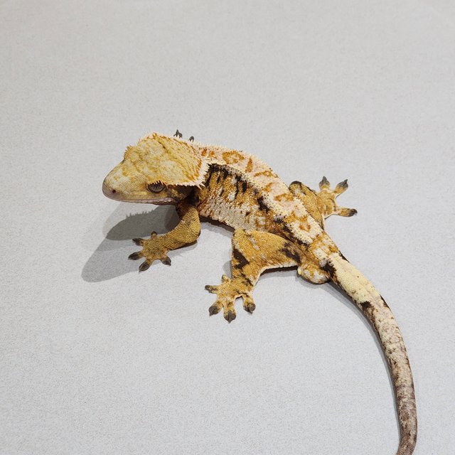 Drippy Tri Extreme Harlequin White Pin White Spot