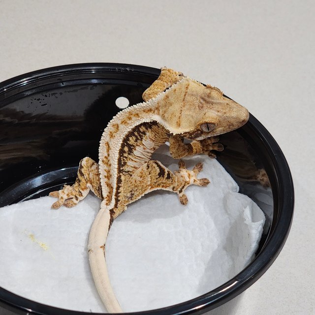 화이트핀 화이트크라운 드리피 트라이 익스트림할리퀸 화이트스팟