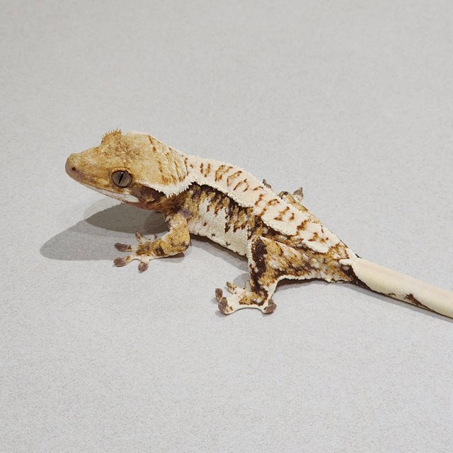 Extreme Harlequin White Crown White Spot Tri