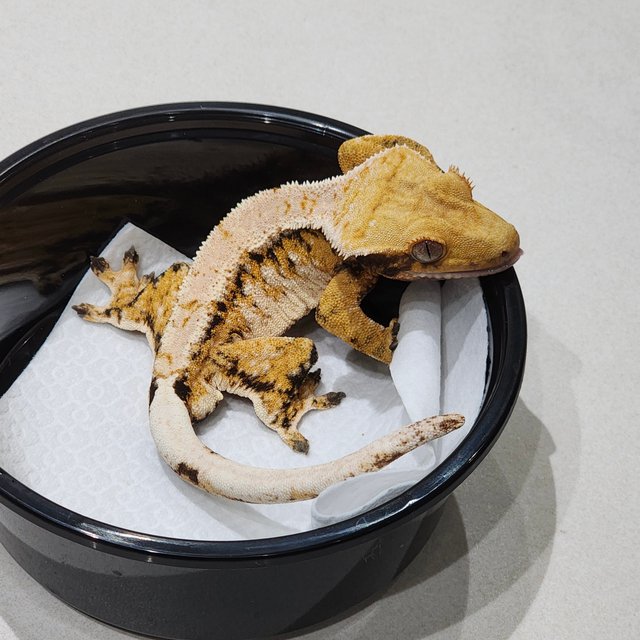 드리피 트라이 익스트림할리퀸 화이트스팟 화이트크라운 화이트핀