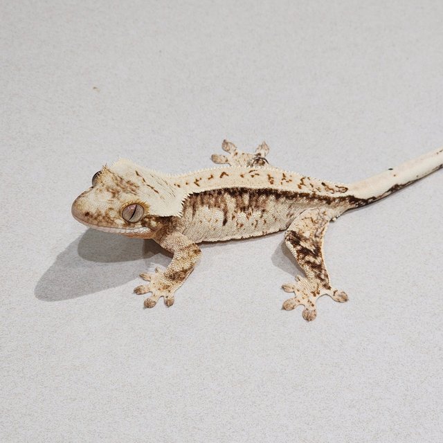 Drippy Quad White Spot Brindle