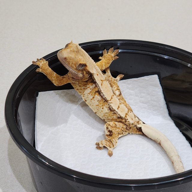 Drippy Tri Extreme Harlequin White Spot