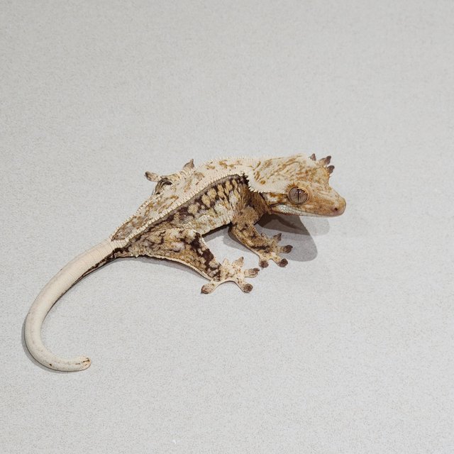 White Pin Drippy Tri White Spot Full Pinstripe Zengex