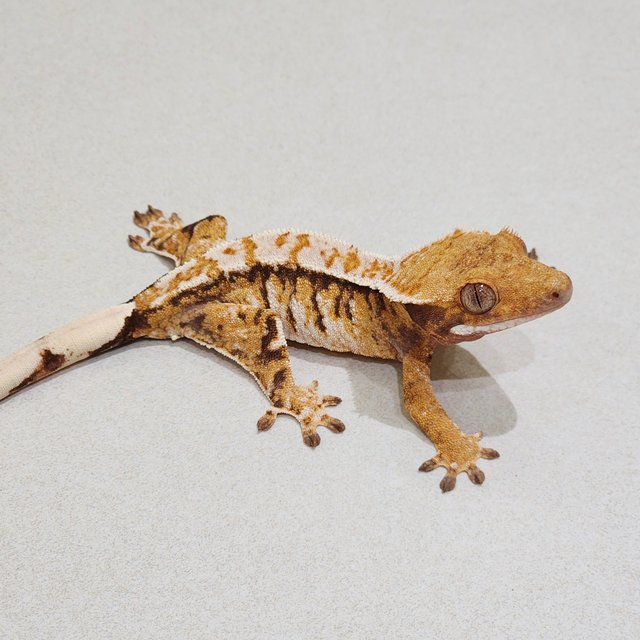 White Crown Tri Extreme Harlequin White Spot