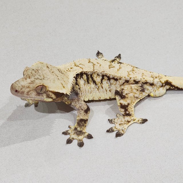 Zengex Drippy White Spot Tri Extreme Harlequin White Pin