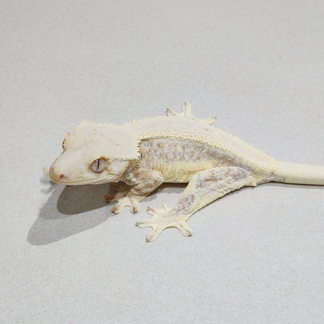 Lilly White