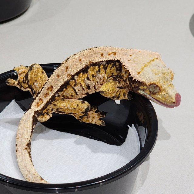 트라이 익스트림할리퀸 화이트스팟