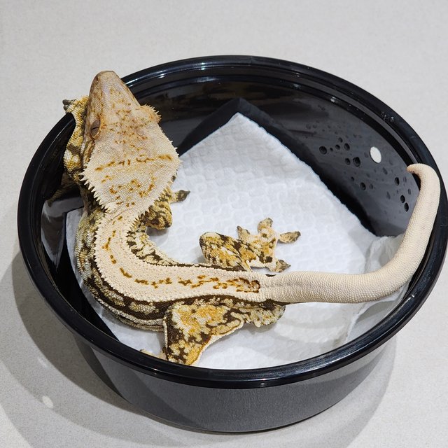 Full Pinstripe White Spot White Crown Quad