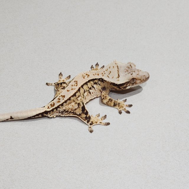 Full Pinstripe Tri Extreme Harlequin