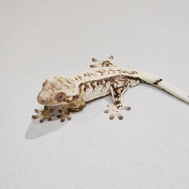 White Pin Drippy White Spot Full Pinstripe Brindle White Crown