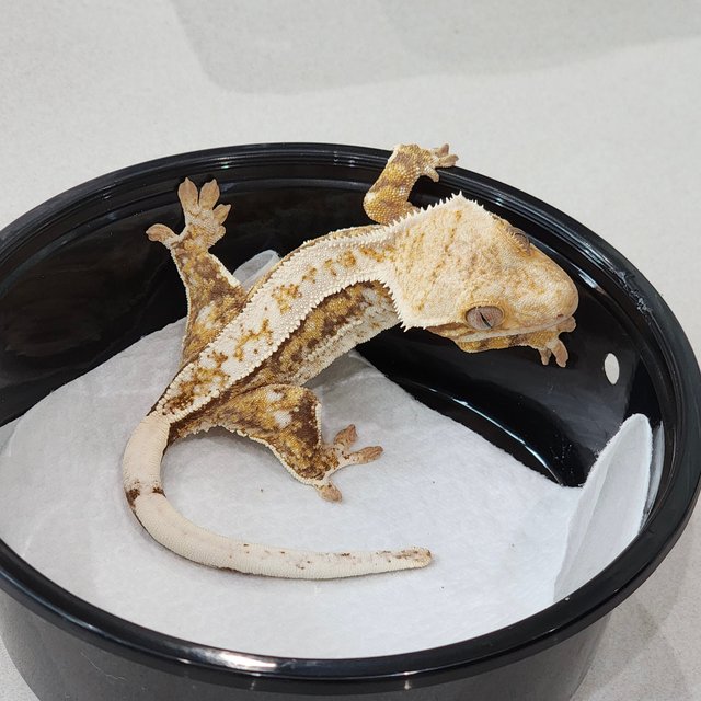 화이트스팟 쿼드 드리피 화이트핀