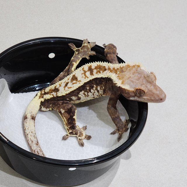 화이트크라운 카푸치노