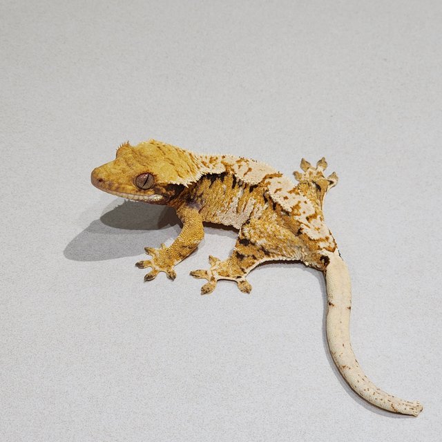 트라이 익스트림할리퀸 화이트핀