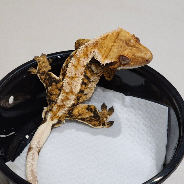 White Crown Tri Extreme Harlequin